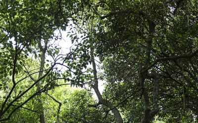 Klimaschutzprämie beflügelt PEFC-Siegel